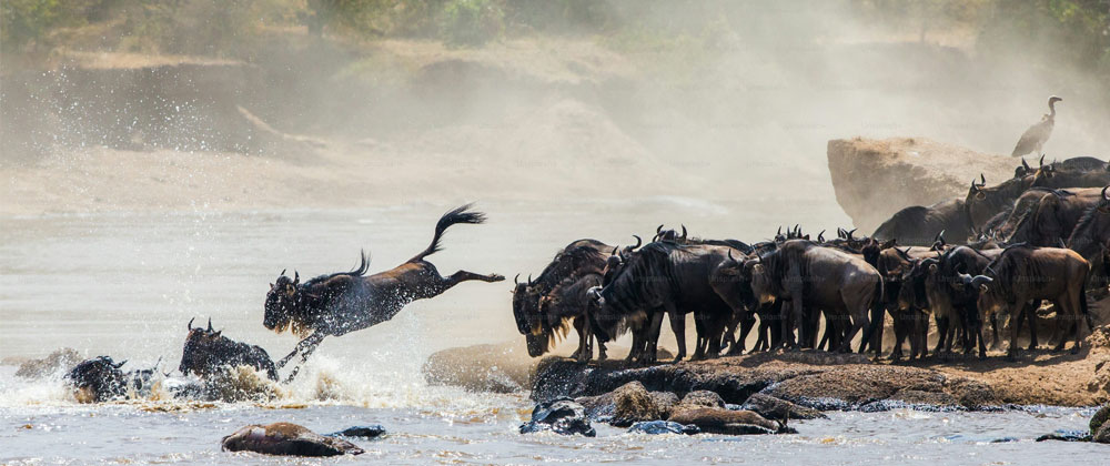 Wild Life Migration & Gorilla Photo Safaries