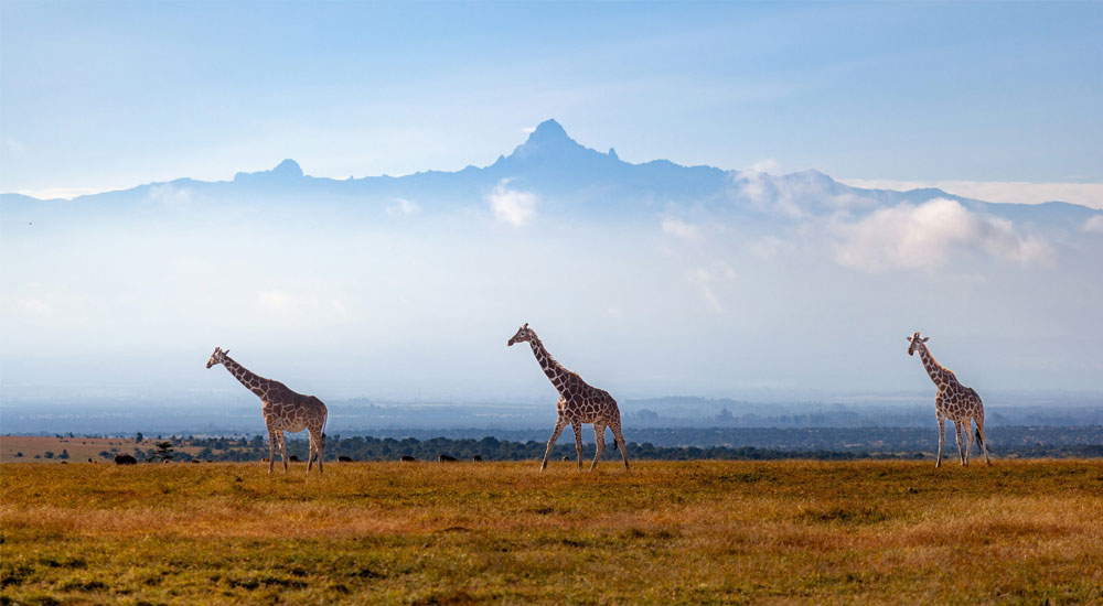 Wings over Kenya (Luxury)