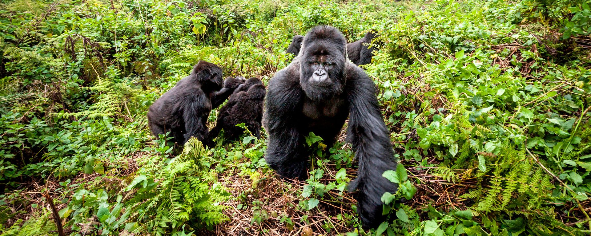 Untamed Rwanda Classic Gorilla and Chimps Safari